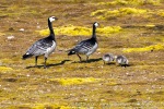 240702c_Ny-Alesund_068_N