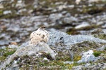 240703b_Blomstrand_76_N