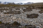 240703b_Blomstrand_86_N