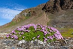 240704a_Fjortende-Julibukta_092_N