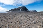 240709a_Phippsoya_075_N