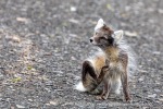 240712b_Buedelfjellet_039_N