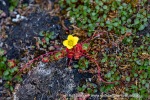 240712e_Isbjornodden_054_N