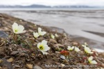 240712e_Isbjornodden_104_N