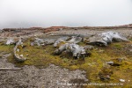 240714_Gaashamna_36_N