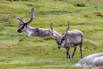 240716c_Ingeborgfjellet_56_N