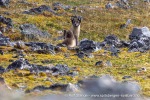 240716c_Ingeborgfjellet_87_N