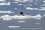 240717b_Borebreen_041_N