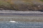 240806b_Isfjord_08_N