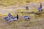 240808a_Ny-Alesund_21_N