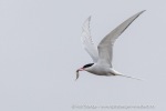 240808a_Ny-Alesund_33_N