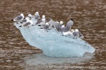 240808b_Ossian-Sarsfjellet_22_N
