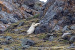 240808b_Ossian-Sarsfjellet_29_N