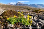 240809_Blomstrandhalvoya_04_N