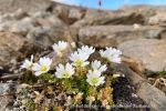 240809_Blomstrandhalvoya_21_N