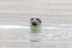 240810b_Alkekongen_82_N