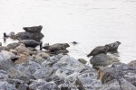 240810c_Kobbefjord_36_N