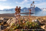 240811a_Solanderfjellet_043_N