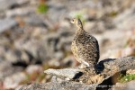 240811a_Solanderfjellet_079_N