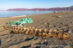 240811c_Store-Russebustraumen_016_N
