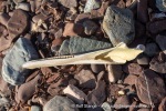 240812a_Tovikbukta_68_N