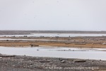 240816a_Scoresbyoya_009_N