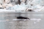 240818c_Freemanbreen_039_N