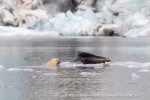 240818c_Freemanbreen_040_N