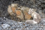 240818d_Buedelfjellet_30_N