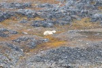 240821a_Laegerneset_05_N