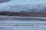 240826f_Tunabreen_49_N