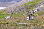 240827c_Skansbukta_15_E