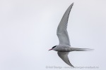 240831a_Hamiltonbukta_015_N