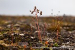 240831b_Buchananhalvoya_32_N