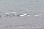 240905b_Rubypynten_29_N