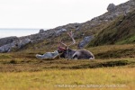 240906c_Alkhornet_016_E