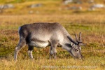 240906c_Alkhornet_019_E