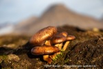 240911b_Hermansenoya_034_N