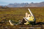 240911b_Hermansenoya_092_N