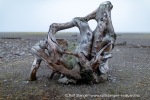 240918b_Moffen_42_N
