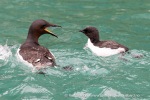 240817_Alkefjellet_81_N