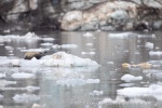 240818c_Freemanbreen_011_N