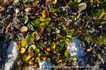 240828a_Blomesletta_16_N
