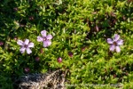240828a_Blomesletta_19_N