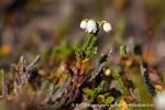 240828a_Blomesletta_26_N