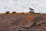 240829a_Midtholmen_30_N