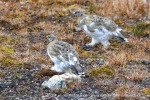 240829c_Ny-Alesund_35_N