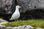 240831a_Hamiltonbukta_053_N