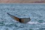 240902a_Palanderbukta_20_N
