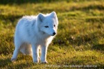 240906c_Alkhornet_125_N